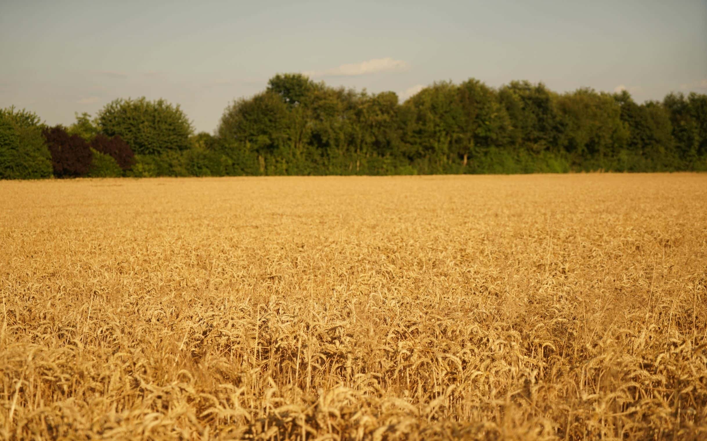 2018.07.13-051-2436×1522